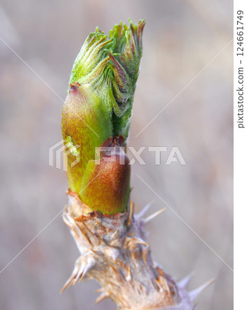 野菜鱈魚芽 124661749