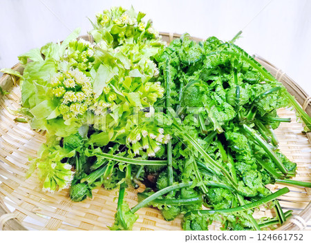 Harvested wild vegetables: butterbur sprouts and bracken 124661752