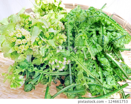 Harvested wild vegetables: butterbur sprouts and bracken 124661753