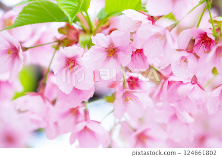 櫻花盛開 124661802