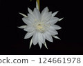 White Epiphyllum anguliger flower in Black Background. 124661978