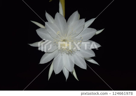 White Epiphyllum anguliger flower in Black Background. 124661978