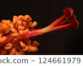 Pistils and stamens of a hibiscus flower. 124661979