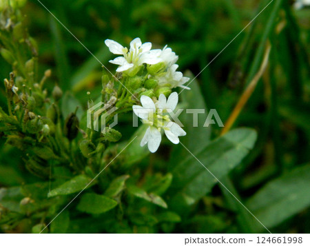 Fresh red raspberries in plastic buckets. Excellent harvest. High quality photo Fresh red raspberries in plastic buckets. Excellent harvest. High quality photo 124661998