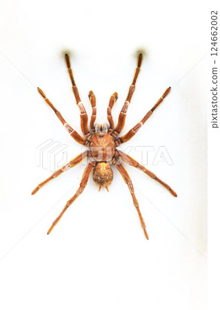 Exotic insects of the fauna of South America common in Central and South America Mexico and the Pacific fauna. Large tropical species of semi-winged Large hymenoptera scorpion-like spiders and beetles Exotic insects of the fauna of South America common in Central and South America Mexico and the Pacific fauna. Large tropical species of semi-winged Large hymenoptera scorpion-like spiders and beetles 124662002