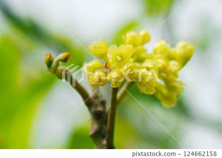 優質木材黑文字 優質木材黑文字 124662158