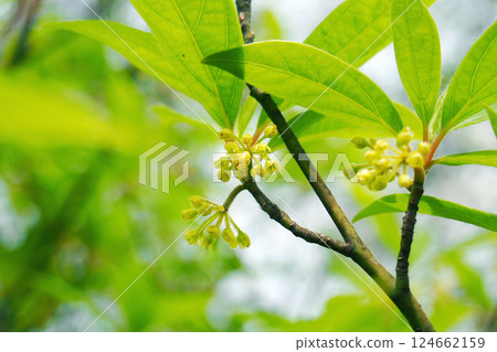 優質木材黑文字 優質木材黑文字 124662159