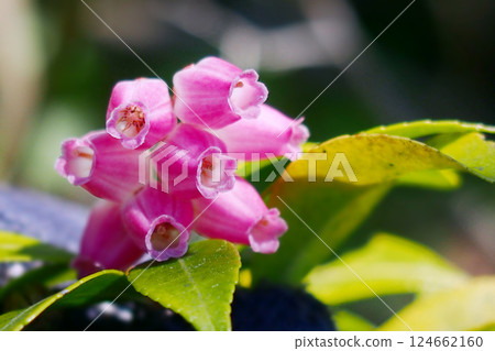 Poisonous Azalea 124662160