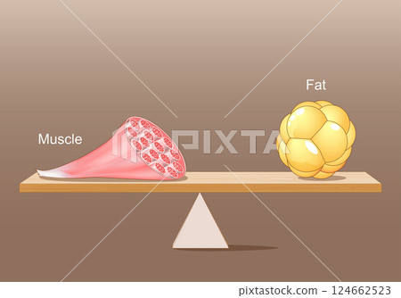 Balance between muscle and fat 124662523