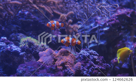 Two clownfish swimming near coral reef in blue aquarium 124662626