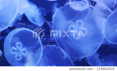 Group of blue jellyfish swimming in dark water 124662629