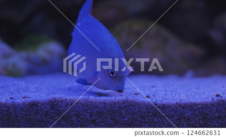 Electric blue acara cichlid swimming in dark aquarium water Electric blue acara cichlid swimming in dark aquarium water 124662631