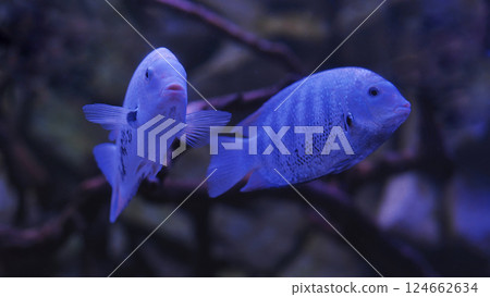 Two electric blue acara fish swimming in dark aquarium 124662634