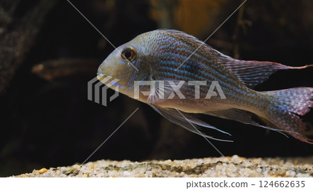 Gold saum swimming in dark aquarium water with blurred background Gold saum swimming in dark aquarium water with blurred background 124662635