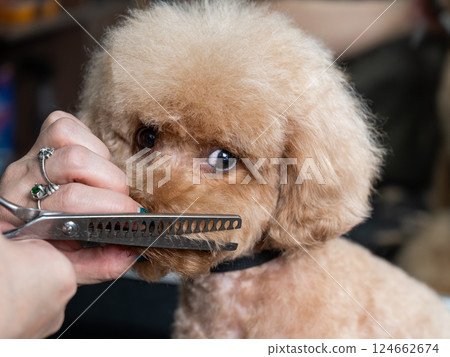 Groomer grooming a chocolate mini poodle.  124662674