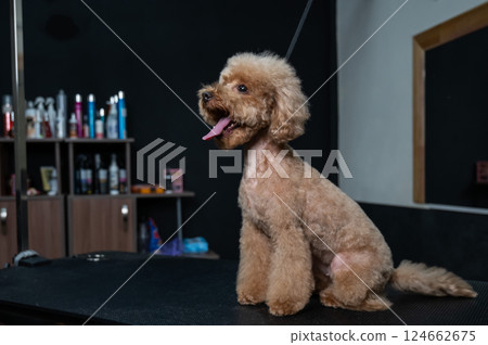 Freshly groomed poodle in a grooming salon.  124662675