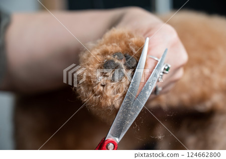 A groomer uses scissors to trim the fur on a chocolate mini poodle's paws. A groomer uses scissors to trim the fur on a chocolate mini poodle's paws. 124662800