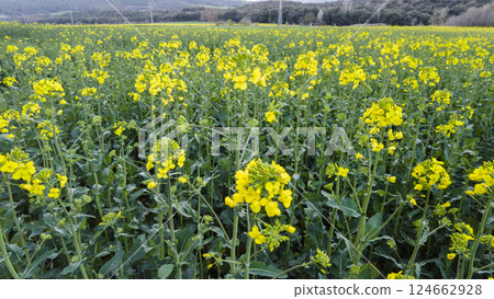 Rapeseed field blooming with vibrant yellow flowers in spring Rapeseed field blooming with vibrant yellow flowers in spring 124662928