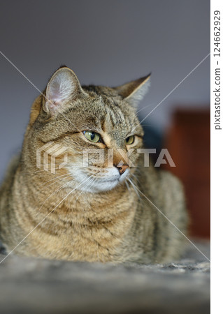 Portrait of tabby cat relaxing on soft blanket Portrait of tabby cat relaxing on soft blanket 124662929