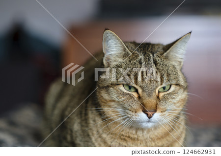 European shorthair cat lying down on a blanket, looking serious European shorthair cat lying down on a blanket, looking serious 124662931