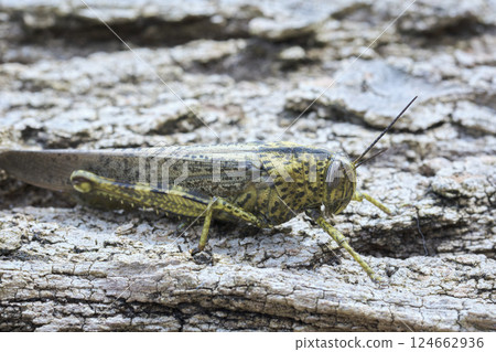 Large green grasshopper resting on tree bark Large green grasshopper resting on tree bark 124662936