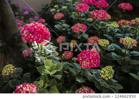 Bright pink hydrangeas blooming in summer garden 124662950