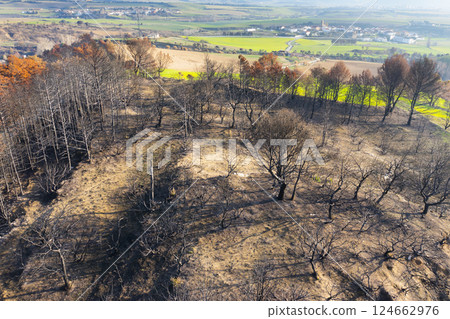 Wildfire devastating forest near legarda in navarre, spain, leaving burnt trees and dry land 124662976