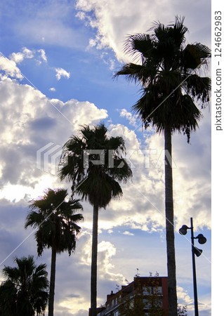 Palm trees swaying under a cloudy blue sky in urban setting Palm trees swaying under a cloudy blue sky in urban setting 124662983
