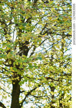 Sunlight filtering through colorful autumn leaves on tree branches Sunlight filtering through colorful autumn leaves on tree branches 124663006