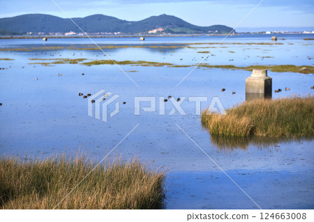 Ducks swimming in the peaceful santona marshes natural park, spain Ducks swimming in the peaceful santona marshes natural park, spain 124663008