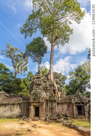 Tetrameles trees growing through stone ruins of Ta Prohm temple lost in cambodian jungle, Angkor Vat, Siem Reap, Cambodia 124663030