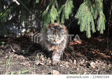 Funny large longhair gray kitten with beautiful big green eyes lying on white table. Lovely fluffy cat licking lips. Free space for text. 124663184