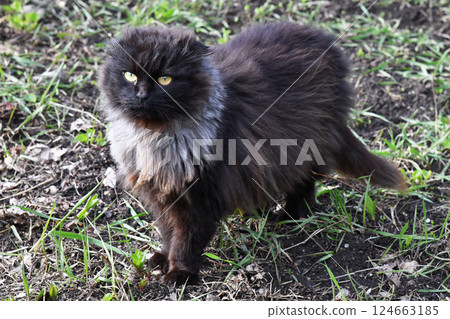 Funny large longhair gray kitten with beautiful big green eyes lying on white table. Lovely fluffy cat licking lips. Free space for text. Funny large longhair gray kitten with beautiful big green eyes lying on white table. Lovely fluffy cat licking lips. Free space for text. 124663185