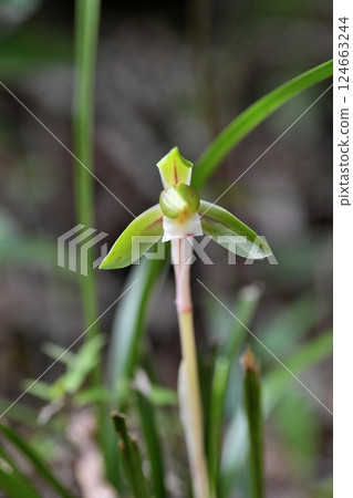 本土的順蘭 124663244