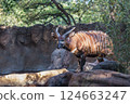 Eastern bongo (Tragelaphus eurycerus isaaci) 124663247