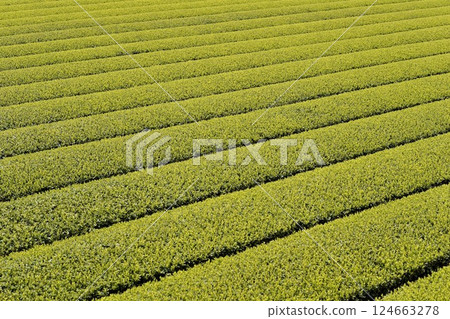 Tea fields during the first tea harvest season 124663278