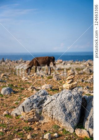 Two donkeys stand among rocky terrain with small stone cairns at the northeasternmost point of Cyprus. The image represents wildlife, travel, and the unique landscape of the Karpas Peninsula 124663306