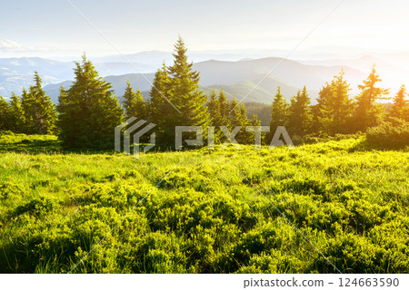 Lush green grassy meadow and fir-trees in spring mountains during sunrise Lush green grassy meadow and fir-trees in spring mountains during sunrise 124663590