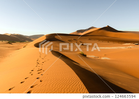 Orange sand dunes with footprints and clear sky in Namib desert 124663594