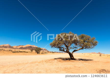 Typical Namibian landscape with single acacia tree Typical Namibian landscape with single acacia tree 124663611