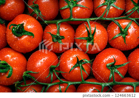Vibrant red tomatoes on the twig covered in water drops Vibrant red tomatoes on the twig covered in water drops 124663612