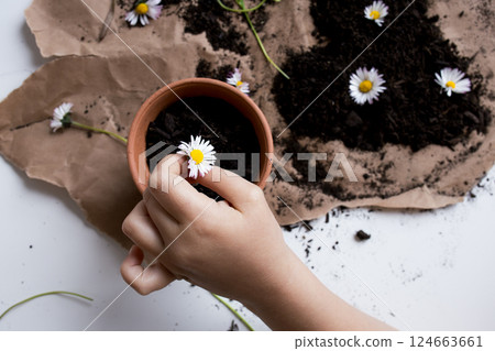 Child planting daisies in a pot with soil 124663661