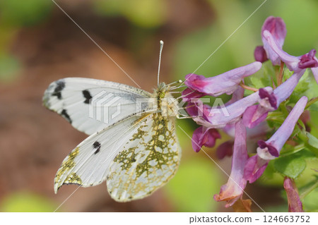 A female swallowtail butterfly drinking nectar from a purple corymb flower 124663752