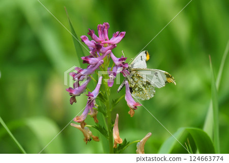 Tsumakicho (male) perching on the flower of Corydalis incisa Tsumakicho (male) perching on the flower of Corydalis incisa 124663774