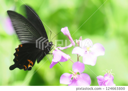 A male Japanese black swallowtail butterfly resting on a purple corymb flower 124663800