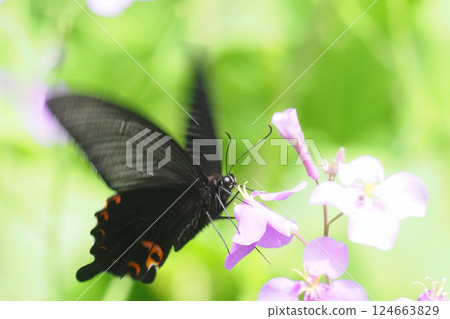 A male Japanese black swallowtail butterfly resting on a purple flower A male Japanese black swallowtail butterfly resting on a purple flower 124663829