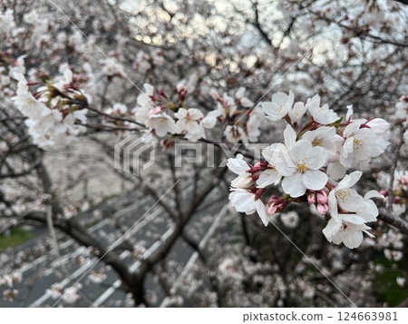 Cherry blossoms starting to bloom Cherry blossoms starting to bloom 124663981