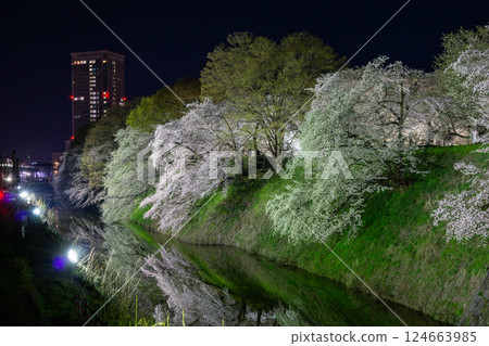 Cherry blossoms reflected on the water of the moat at Kajo Park Cherry blossoms reflected on the water of the moat at Kajo Park 124663985