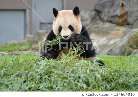Yoshihama eating bamboo deliciously Yoshihama eating bamboo deliciously 124664010