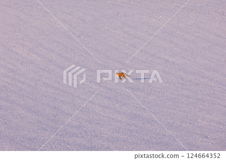A lonely northern fox in the snow A lonely northern fox in the snow 124664352